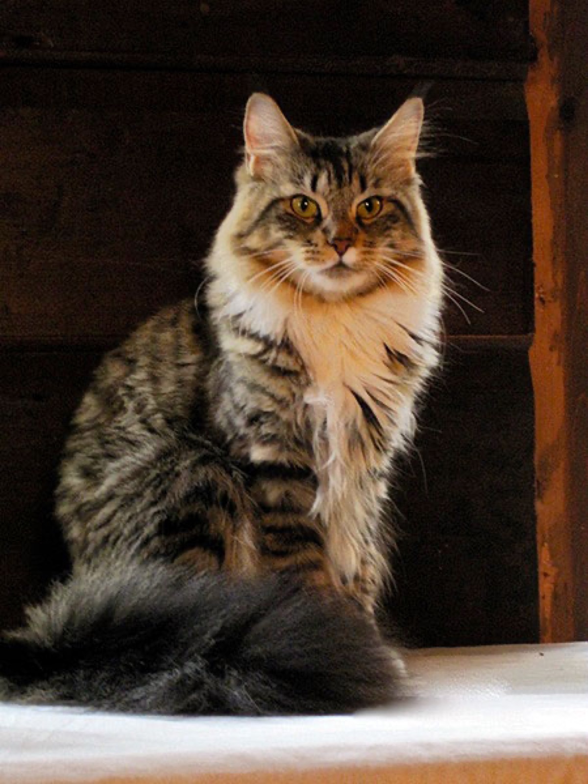 A Cornerstone Maine Coon cat