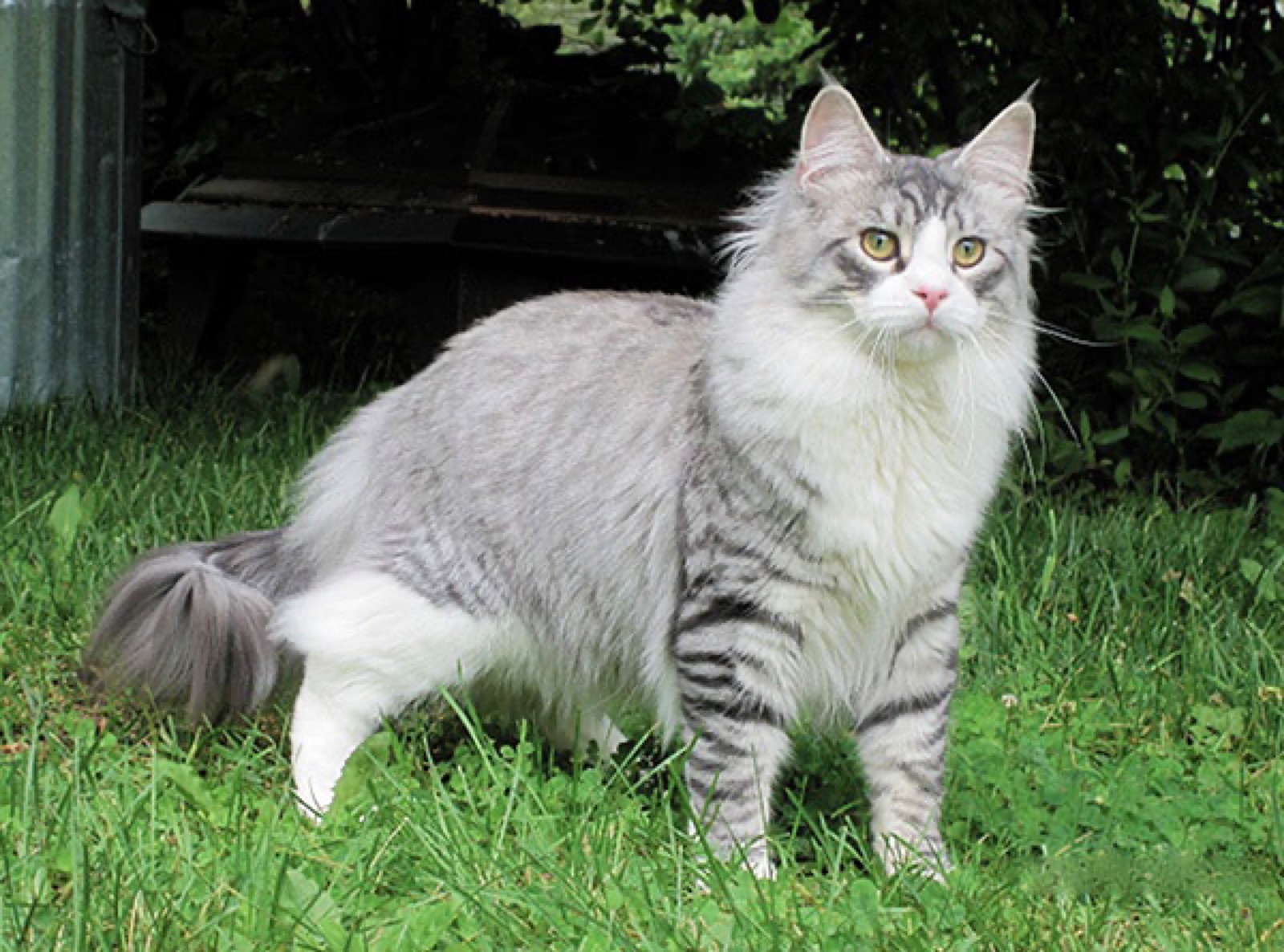 Dirigo Timber of Cornerstone, a silver mackerel tabby Maine Coon