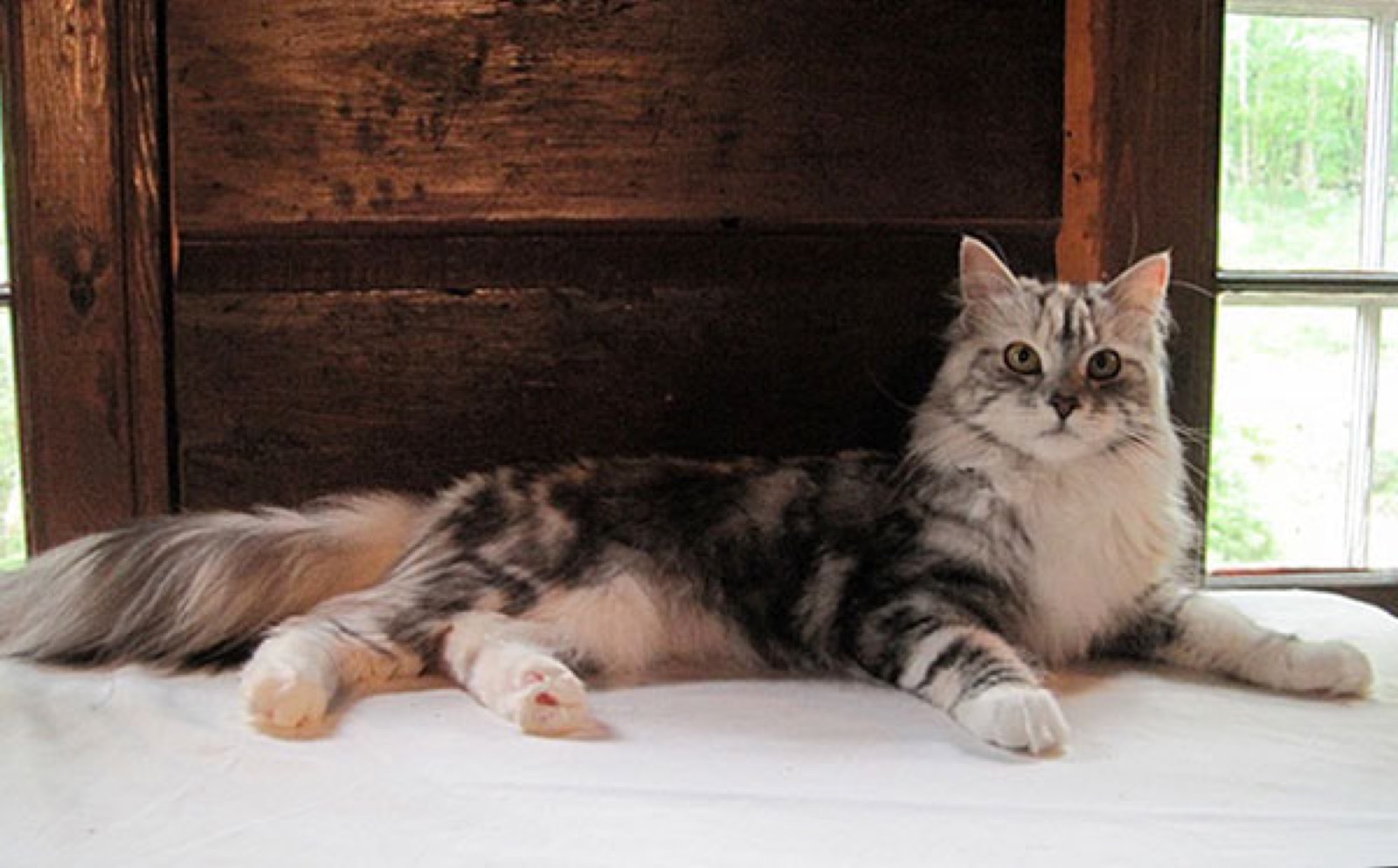 A Maine Coon cat at Cornerstone Maine Coons