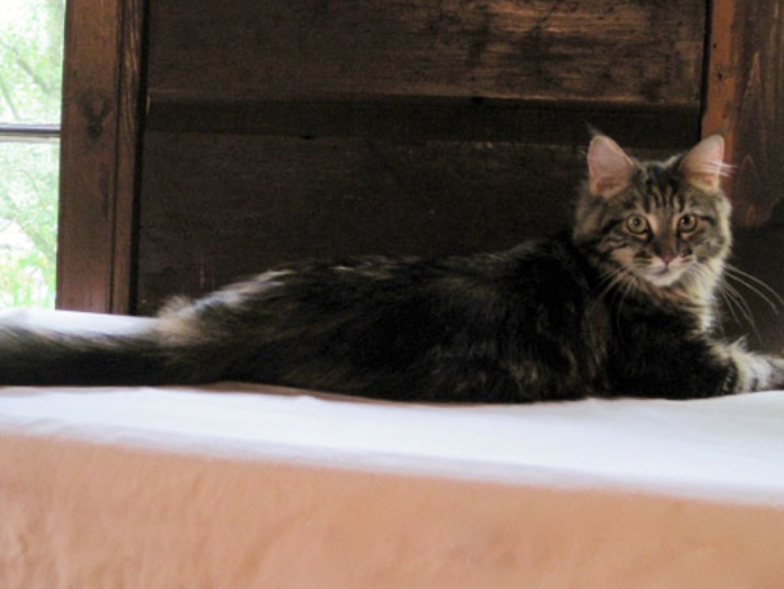Mid Illini Orange Pekoe of Cornerstone, a brown patch tabby Maine Coon